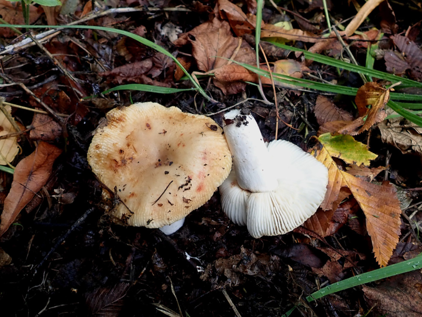 Photo © Penny Cullington Russula amoenolens by Penny Cullington